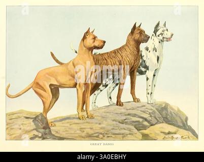 The Book of Dogs Washington, D.C. The National Geographic Society [um 1919] Dogs Clegane Taxonomie: Trinomial = Canis Lupus familiaris Dänen große Dane Hund Rasse Hund Rasse Säugetiere Zoologie Canis Lupus familiaris histsciart hsa, Ein Trio von Großen Dänen steht majestätisch auf einem felsigen Felsvorsprung und zeigt die Besonderheiten der Rasse. Der erste Hund, ein festes Rehkitz mit glattem Fell, strahlt Kraft und Selbstvertrauen aus. Daneben zeigt ein markanter Großdogge ein einzigartiges Muster aus dunklen Streifen auf einem helleren Hintergrund, das den sportlichen Aufbau unterstreicht. Ganz rechts, ein markantes h Stockfoto