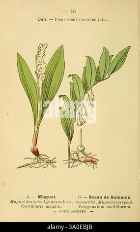 Atlas de poche des plantes des champs, des prairies et des bois, Paris, [1894], Pflanze, Blume, Holzloch, Botanik, Lilyofthevalley, Rhizom, blühende Pflanze, Solomonsseal, polygonatum, Convallaria, Monocotyledon, Laddertohimmel, Spargel, Spargelgewächse, Davedscharfe, mehrjährige Pflanze, Bildwerke, asia Plant, Convallariamajalis, polygonatummultiflorum, Nolinoideae, europe plant. diese Abbildung zeigt zwei botanische Exemplare, die links mit „Muguet“ (Convallaria majalis) und rechts mit „Sceau de Salomon“ (Polygonatum multiflorum) gekennzeichnet sind. Jede Pflanze ist mit ihren Wurzeln und Blättern dargestellt Stockfoto