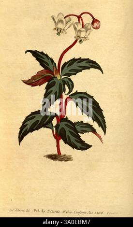 Curtis's Botanical Magazine, London, New York, Botanik, Zeitschriften, Bildwerke, Curtis, Pyrola maculata, Taxonomie, Family= Ericaceae, Chimaphila maculata, Nordamerika, Edwards, Eine botanische Illustration mit einer zarten blühenden Pflanze mit schlanken Stielen und stilisierten Blättern. Die Pflanze zeigt Gruppen kleiner, glockenförmiger Blüten, die weiß sind mit subtilen Anklängen von rosa und grünlichen Knospen. Die Blätter sind breit und gezackt und zeigen ein üppiges, lebendiges Grün mit markanten Adern. Unter der Abbildung befindet sich eine detaillierte Inschrift mit Informationen über die Veröffentlichung, indic Stockfoto