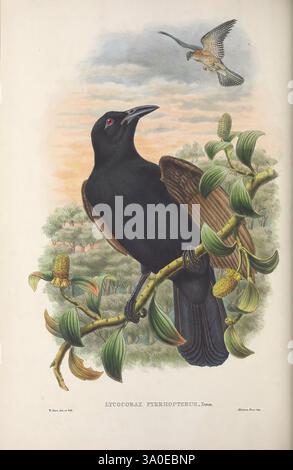 Monografie der Paradiseidae, oder Paradiesvögel und Ptilonorhynchidae oder Laubvögel. London, H. Sotheran & Co, 1891-98, Birds, Birds of Paradise, Bower Birds, Bildwerke, Bird, Eine auffällige Szene mit einem schwarzen Vogel, der elegant auf einem grünen Zweig thront und seine glänzenden Federn und leuchtend roten Augen zeigt. Der als Lycocorax pyrrhopterus identifizierte Vogel wird in einer üppigen Umgebung mit grünem Hintergrund dargestellt. Im Hintergrund kann man einen kleineren Vogel sehen, der anmutig durch einen weichen Himmel schwingt, was auf ein lebhaftes Ökosystem hindeutet. Das Zusammenspiel der Farben im Laub und der Ruhe Stockfoto