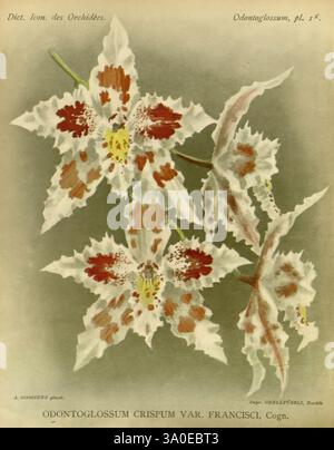 Dictionnaire iconographique des Orchidees Bruxelles Imp. F. Havermans 1896-1907 botanisches Orchidaceae Bildwerk Odontoglossum, eine aufwendig illustrierte Darstellung des Odontoglossum crispum var. Francisci Orchidee, die ihre markante Blumenstruktur zeigt. Die Blüten haben eine Kombination aus weißen Blütenblättern, die mit kräftigen kastanienbraunen und rötlich-braunen Markierungen verziert sind, die einen schönen Kontrast schaffen. Die anmutigen Formen der Blüten werden durch zarte, Fransen abgerundet, die ihre Eleganz unterstreichen. Der Hintergrund ist mit dezenten Tönen versehen, die die lebendigen Details der Orchidee Hi noch verstärken Stockfoto