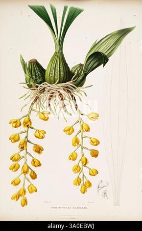 Die Orchidaceae von Mexiko und Guatemala. London, Ridgway, [1837-1843]. Guatemala, Mexiko, Orchidaceae, Pflanzen, Acinetobacter, Frauen in der Wissenschaft, Augusta Innes Withers, Augusta Innes Withers, Eine detaillierte botanische Illustration der exotischen Orchideenart Phragmipedium besseae. Die Zeichnung zeigt die einzigartige Struktur der Pflanze und hebt die charakteristischen breiten, langen Blätter hervor, die aus einer zentralen Basis hervorgehen. An der Vorderseite hängen leuchtend gelbe Blüten anmutig von den zarten Stielen, jede Blüte zeigt komplizierte Blütenblätter. Der Hintergrund enthält einen subtilen Hinweis Stockfoto