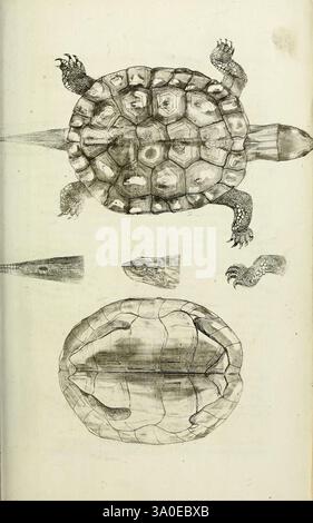 Synopsis reptilium, London, G.B. Sowerby, 1831. Die Abbildung zeigt eine detaillierte Untersuchung einer Schildkröte, die ihre Anatomie aus verschiedenen Perspektiven zeigt. Die Draufsicht zeigt die Schildkrötenschale, die durch ihr charakteristisches Muster aus sechseckigen Platten gekennzeichnet ist. Die Hülle umgibt Abbildungen ihrer Gliedmaßen, einschließlich der Füße und Klauen, sowie eine Ansicht des Schwanzes. Die Seitenansicht hebt den Kopf der Schildkröte hervor und betont die Augen und den schnabelartigen Mund. Zusätzliche Segmente ermöglichen Nahaufnahmen verschiedener Schalenstrukturen, die einen Einblick in die physikalischen Eigenschaften der Schildkröte bieten. Das ganze Stockfoto