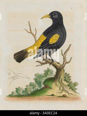 Naturgeschichte, mit Figuren von Vierbeiner, Vögeln, Insekten, Pflanzen usw. London, gedruckt für Autor am Royal College of Physicians, 1758-1764. Naturgeschichte, Ein akribisch illustrierter Vogel, der auf einem knorrigen Baumzweig thront und einen auffälligen Kontrast zwischen seinem glänzenden schwarzen Körper und leuchtend gelben Flügeln bietet. Der Künstler hat die komplizierten Details des Gefieders des Vogels und die zarte Textur der Rinde erfasst. Die Basis des Baumes umgibt üppig grüne Laubelemente, die die natürliche Umgebung verbessern. Eine Inschrift in der Ecke zeigt die Geschichte des Werks an Stockfoto