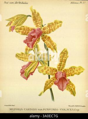 Dictionnaire iconographique des orchidees, 1896-1907, Botanik, Orchidaceae, Bildwerke, Miltonia, die Illustration zeigt die exquisite Schönheit der Miltonia candida var. Purpureo-violecea Orchidee. Diese botanische Darstellung zeigt eine Reihe von leuchtenden gelben und violetten Blüten, die sich durch komplizierte Muster und zarte Rüschenränder auszeichnen. Die Blumen stehen vor einem subtilen Hintergrund und betonen ihre lebendigen Farben und markanten Markierungen. Die Komposition spiegelt die einzigartige Struktur der Orchideenblätter wider und zeigt ihre Eleganz und die natürliche Eleganz der Pflanze. Diese Belohnung Stockfoto