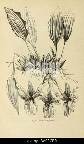 Les orchidées, Paris, J. Rothschild, 1880, Europa, Orchideen, Orchideenkultur, Stanhopea, die Illustration zeigt eine detaillierte botanische Darstellung der *Selenipedium*-Spezies, die mehrere Ansichten der Pflanze zeigt. Oben erstrecken sich lang gezogene Blätter anmutig nach oben, während der untere Teil einen genaueren Blick auf die Orchideenblüten bietet, die sich durch komplizierte Muster und Texturen auszeichnen. Die Blüten, gekennzeichnet durch Flecken und zarte Blütenblätter, heben die einzigartige Schönheit der Art hervor. Unten sind die Wurzeln dargestellt, die die Verbindung der Pflanze mit ihrer Umwelt betonen. Diese Zusammensetzung beträgt effektiv ca. Stockfoto