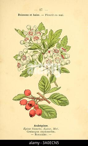 Atlas de poche des plantes des champs, des prairies et des bois, Paris, 1894, Pflanze, Baum, Sträucher, Woodshole, Botanik, Weißdorn, Rosales, blühende Pflanze, Rosaceae, Crataegus, Eudicots, Rosiden, Bildwerke, Pflanzen in Asien, Pflanzen in Europa, Crataegus rhipidophylla, die Illustration zeigt einen Weißdornzweig, der zarte weiße Blüten zeigt, die oben zusammen gruppiert sind, jeweils mit fünf Blütenblättern. Unterhalb der Blüten sind die hellgrünen Blätter aufwändig detailliert und weisen eine für die Art typische gelappte Form auf. An der Basis des Zweiges sind leuchtend rote Beeren, bekannt als Haws, dargestellt, Kontrast Stockfoto