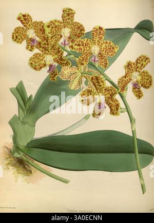Orchid Album London B. S. Williams 1882-97 Orchidaceae Periodicals Pictorial Works Hygrochilus parishii, Eine lebendige Darstellung von Vandachostis Parisiensis Orchideen zeigt ihre komplizierten Muster und satten Farben. Die Blüten sind mit auffälligen gelben Blütenblättern mit tiefen burgunderroten Flecken verziert, die einen fesselnden Kontrast schaffen. Große, üppig grüne Blätter bilden eine wunderschöne Kulisse und verstärken den Gesamtgeschmack dieser tropischen Pflanze. Diese exquisiten Blüten versprühen Eleganz und fangen das Wesen der Kunstfertigkeit der Natur ein. Stockfoto