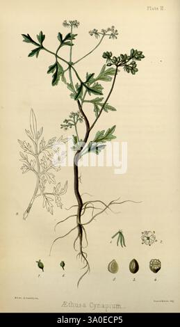 The Flora Homoeopathica, London, Leath & Ross, 1852-1853, Botanik, Homöopathie, Bildwerke, Aethusa cynapium, Botanik medizinisch, Materia medica Gemüse, materia medica und Therapeutics zeigt die Abbildung eine ätherische Darstellung einer Pflanze, die als Æthusa Cynapium identifiziert wird, allgemein bekannt als NarrenPetersilie. Die Pflanze ist mit zartem, kompliziertem Laub und kleinen weißen Blüten zu sehen, die am oberen Ende des Stängels in Clustern blühen. Die Details der Blätter zeigen ihr charakteristisches, gefiedertes Aussehen, während am Boden mehrere Samenformen dargestellt sind, die die verschiedenen Stadien des Sees zeigen Stockfoto