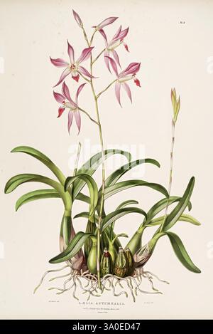 Die Orchidaceae von Mexiko und Guatemala. London, Ridgway, [1837-1843]. Guatemala, Mexiko, Orchidaceae, Pflanzen, Laelia autumnalis, Frauen in der Wissenschaft, Augusta Innes Withers, Augusta Innes Withers., die Komposition zeigt eine detaillierte Illustration einer blühenden Pflanze, die eine Gruppe eleganter Orchideen mit auffälligen rosa Blüten und zarten weißen Akzenten zeigt. Jede Blüte wird durch leuchtend rote Markierungen hervorgehoben, die einen fesselnden Kontrast erzeugen. Die Pflanze ist in einer üppigen Anordnung von grünem Laub verwurzelt und präsentiert eine Mischung aus langgestreckten Blättern und robusten Zwiebeln im Boden. Das i Stockfoto