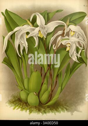 Orchid Album London B. S. Williams 1882-97 Orchidaceae Periodicals Pictorial Works, Eine lebendige Illustration der Maxillaria venusta, die seine eleganten weißen Blüten mit deutlichen gelben Markierungen zeigt. Die Blüten sind in üppig grünen Blättern dargestellt, die die natürliche Schönheit der Pflanze einfangen. Die detaillierte Darstellung unterstreicht die einzigartige Form der Blütenblätter und die Gesamtstruktur der Pflanze, einschließlich ihrer bauchigen Basis, vor einem subtilen Hintergrund, der die Lebendigkeit der Flora verstärkt. Diese Komposition unterstreicht die komplizierten Details und die anmutige Form dieser exquisiten Orchideenart Stockfoto