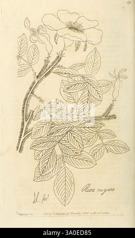 Rosarum monographia, oder Eine botanische Geschichte der Rosen, London, gedruckt für James Ridgeway, 1820, Roses, rosa rugosa, eine detailreiche botanische Illustration einer Rosa rugosa, allgemein bekannt als Rugosa Rose. Das Design zeigt eine zarte Blume an der Oberseite, die sich durch mehrschichtige Blütenblätter auszeichnet, sowie markante Blätter, die ihre strukturierten Oberflächen und gezackten Kanten hervorheben. Ranken kräuseln sich anmutig zwischen dem Laub und tragen zur natürlichen Zusammensetzung bei. Die Illustration wird von dem wissenschaftlichen Namen „Rosa rugosa“ begleitet, der auf der Unterseite elegant eingeschrieben ist und die Kunstfertigkeit von bota widerspiegelt Stockfoto