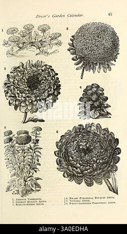 Dreers Gartenkalender, Philadelphia, Pa, Henry A. Dreer, 1876, Blumen, Gärten, Samen, Kataloge, Gartengeschichten, die Illustration zeigt eine Sammlung von Blumen aus dem Gartenkalender von Dreer. Es umfasst sechs verschiedene Arten von Astern, die jeweils mit ihren jeweiligen Namen gekennzeichnet sind. Die Designs zeigen die unterschiedlichen Formen und Texturen der Blüten. Die ersten beiden Exemplare zeigen kleinere, buschige Blüten mit schmalen Blättern, während die nachfolgenden Abbildungen größere, rundere Blüten mit komplizierten Blütenblättern darstellen. Die Details unterstreichen die natürliche Schönheit und Vielfalt dieser Gartenanlage flo Stockfoto
