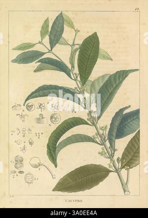 Histoire des végétaux recueillis dans les isles australes d’Afrique, 1806., Eine botanische Illustration mit einer detaillierten Darstellung eines Calypsa-Pflanzenzweigs, der seine langen Blätter mit auffälligen Adern und einer Gruppe von zarten Blüten zeigt. Um die Hauptabbildung herum befinden sich kleine, aufwendig gerenderte Skizzen verschiedener Objekte, die botanische Werkzeuge, Artefakte oder dekorative Elemente darstellen können. Die gesamte Komposition hebt die Schönheit der Natur und die Feinheiten der botanischen Studien hervor und präsentiert künstlerische und wissenschaftliche Elemente harmonisch. Stockfoto