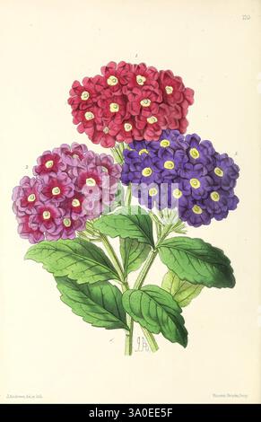 Das Blumenmagazin London, L. Reeve & Co, Blumengärtnerei, Blumen, Zeitschriften, Bildwerke, eine wunderschön illustrierte botanische Darstellung mit leuchtenden Blütenbündeln in Rot- und Violetttönen. Jede Blume ist mit zarten Blütenblättern und gelben Mittelpunkten gestaltet, die komplizierte Details zeigen. Die Blätter, breit und üppig, bilden einen kontrastierenden Hintergrund für die lebendigen Blumen und verleihen der Komposition Tiefe. Diese Darstellung unterstreicht die Eleganz der Flora und betont sowohl ihren ästhetischen Reiz als auch ihren natürlichen Charme. Stockfoto