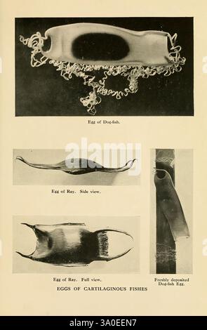 Wunder des Fischlebens, wie sie von der Kamera 1912 enthüllt werden. Fische, Fotografien von Fischen, Fischen, Ei von Hundehai, Ei von Rochen, diese Komposition zeigt drei unterschiedliche Ansichten von Eiern von Knorpelfischen. Der obere Abschnitt zeigt ein langgezogenes Ei eines Hundes, das sich durch seine stromlinienförmige Form und die komplizierte Oberflächenstruktur auszeichnet. Darunter befinden sich zwei Ansichten des Eies eines Rochens: Eine Seitenansicht auf der linken Seite, die seine einzigartige gestreckte Form hervorhebt, und eine vollständige Ansicht auf der rechten Seite, die seine breitere Basis mit einer glatten Außenschicht demonstriert. Diese Abbildungen betonen die vielfältigen Reproduktionsmerkmale o Stockfoto