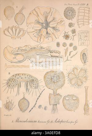 Icones Plantarum Asiaticarum, Calcutta, Bishop's College Press, 1847-54, Asia, Botanik, diese detaillierte Abbildung zeigt verschiedene botanische und mikroskopische Formen und zeigt komplizierte Strukturen und Muster. Der obere Abschnitt zeigt mehrere blumenartige Organismen mit markanten Formen und Texturen, einschließlich einer zentralen kreisförmigen Anordnung, die von Blütenblättern umgeben ist. Unten deutet ein langgestreckter, segmentierter Organismus mit Anhängen auf eine komplexe Lebensform hin, begleitet von einer Vielzahl anderer mikroskopischer Elemente, die einige Sphären oder Starbursten ähneln. Jede Darstellung ist akribisch Stockfoto