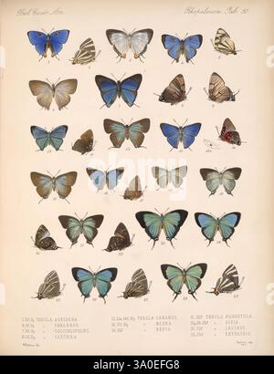 Biologia Centrali-Americana, London, 1879-1915, Archäologie, Botanik, Zentralamerika, Beschreibung und Reise, wissenschaftliche Expeditionen, Zoologie, blendende Vielfalt, eine wunderschön angeordnete Darstellung verschiedener Schmetterlingsarten, die ihre einzigartigen Farben und Muster zeigen. Jeder Schmetterling ist akribisch mit Zahlen und wissenschaftlichen Bezeichnungen versehen, die ihre Klassifizierung angeben. Die vielfältige Auswahl an Schmetterlingen zeigt markante Blau-, Grün- und Brauntöne, die ihre komplexen Flügeldesigns unterstreichen. Diese Sammlung dient als pädagogische Referenz und veranschaulicht die Schönheit und Vielfalt des Stockfoto