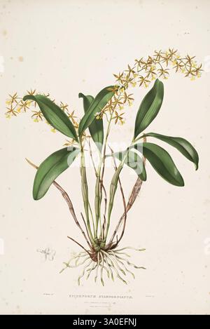 Die Orchidaceae von Mexiko und Guatemala, London, Ridgway, 1837-1843, Guatemala, Mexiko, Orchidaceae, Pflanzen, Epidendrum stamfordianum, Frauen in der Wissenschaft, Augusta Innes Withers, Augusta Innes Withers, Eine atemberaubende Darstellung einer Orchideenart, die sich durch langgezogene, glänzend grüne Blätter und zarte Gruppen kleiner gelber Blüten auszeichnet. Die Pflanze weist mehrere Stämme auf, die aus einem zentralen Wurzelsystem hervorgehen, wobei in der Nähe der Basis markante Luftwurzeln sichtbar sind. Jede Blüte besticht durch eine komplizierte Blumenstruktur, die zu Bewunderung einlädt. Der Hintergrund betont seine botanische Schönheit und betont das Overal Stockfoto