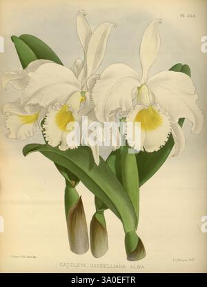 Orchid Album, London, B. S. Williams, 1882-97, Orchidaceae, Zeitschriften, Bildwerke. Eine atemberaubende Illustration der Cattleya gaskelliana alba-Orchidee mit ihren zarten weißen Blüten und dem leuchtend gelben Hals. Die üppig grünen Blätter bilden eine reiche Kulisse, die die Schönheit der Blüten unterstreicht. Die detailreiche Darstellung unterstreicht die komplizierten Merkmale der Blumen, einschließlich ihrer gerafften Kanten und eleganten Form, und fängt das Wesen dieser faszinierenden Orchideenart ein. Die Komposition gleicht die Blumenanordnung mit einer klaren, raffinierten Darstellung der natürlichen Schönheit der Pflanze aus Stockfoto