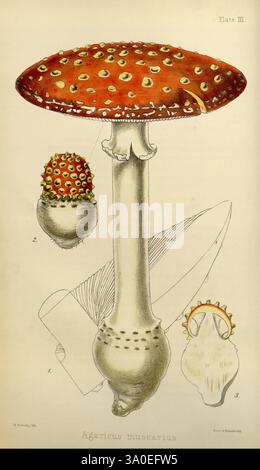The, Flora, Homöopathica, London, Leath & Ross, 1852-1853, Botanik, Homöopathie, Bildwerke, Amanita muscaria, Botanik, Medizin, Materia medica, Gemüse, Materia medica, und Therapeutika zeigt die Illustration die ikonische Amanita muscaria, allgemein bekannt als Fliegenpilz. Seine auffällige rote Kappe ist mit markanten gelblich-weißen Flecken gespickt und ist damit einer der bekanntesten Pilze der Welt. Der Pilz verfügt über einen robusten, weißen Stiel, der an der Basis leicht bauchig ist, was zu seiner einzigartigen Silhouette beiträgt. Um den Hauptpilz herum befinden sich detaillierte Zeichnungen des Stockfoto