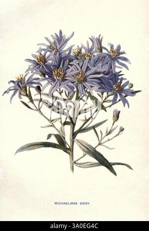 Vertraute Gartenblumen, 1907, Blumen, Blumenzucht, Aster, Amellus, Eine lebendige Darstellung der Michaelmas Gänseblümchen, die ihre zarten Sternhaufen lila Blumen zeigt. Jede Blüte ist mit feinen Blütenblättern verziert, die von einer zentralen gelben Scheibe ausstrahlen, im Kontrast zu schlanken, langen grünen Blättern. Das Arrangement unterstreicht die natürliche Eleganz und Schönheit der Pflanze und erweckt ein Gefühl des Spätsommers oder des frühen Herbstes, wenn diese Blüten typischerweise blühen. Die komplizierte Darstellung fängt das Wesen dieses ewigen Lieblings ein, bekannt für seine Widerstandsfähigkeit in der Blüte, wenn viele andere Pflanzen f sind Stockfoto