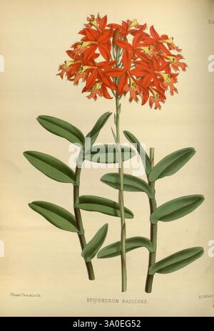Orchid Album London B. S. Williams 1882-97 Orchidaceae Periodicals Pictorial Works, Eine lebendige Ausstellung von Epidendrum Radikanern, die ihre auffälligen Gruppen orange-roter Blüten auf schlanken Stielen zeigen. Die Blätter sind länglich und lanzettförmig, in einer anmutigen Rosette angeordnet, die das florale Arrangement ergänzt. Diese Art, bekannt für ihre reiche Färbung und blühende Natur, spiegelt die Schönheit und Vielfalt tropischer Pflanzen wider. Die komplizierten Details der Blumen betonen ihre einzigartige Form und Textur, was diese Pflanze zu einem faszinierenden Beispiel für die Orchideenfamilie macht. Stockfoto