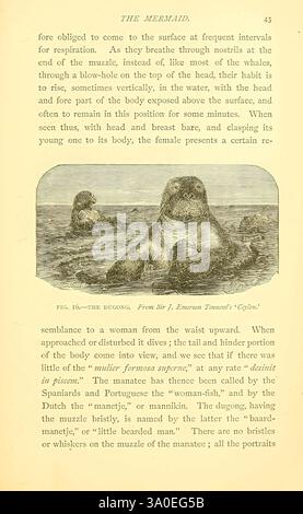 Sea, Fables, erklärt, London, W. Clowes and Sons, Ltd, 1883, Ocean, Halloween, Folklore, Dugong, Monster, Real, eine illustrierte Seite aus einem alten Text mit einer detaillierten Beschreibung der Meeresbewohner, die sich speziell auf den Dugong konzentriert. Der Text erläutert die anatomischen Merkmale des Tieres, einschließlich seines Schwanzes und Kopfes, und stellt Vergleiche mit menschlichen Formen her. Es gibt eine begleitende visuelle Darstellung des Dugong, die seine einzigartigen Eigenschaften zeigt. Das Gesamtthema betont die Beziehung zwischen dem Tier und seiner Meeresumwelt und bietet gleichzeitig einen Einblick in die Geschichte Stockfoto
