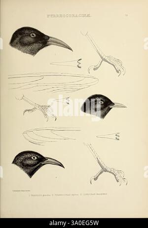 Die Gattungen der Vögel, 1849, Vogel, Vogel, Verhaltensornithologie, Klassifizierung, Bildwerke, ornithologische Illustration, Museum der vergleichenden Zoologie, die Illustration zeigt detaillierte Studien verschiedener Vogelarten, die ihre einzigartigen Merkmale hervorheben. An der Spitze betonen mehrere Profile von Vogelköpfen die Vielfalt der Schnabelformen und -Größen und geben Einblicke in ihre Anpassungen. Unten sind Abbildungen von Vogelfüßen zu sehen, die verschiedene Strukturen demonstrieren, die für ihren Lebensstil und ihre Umwelt von grundlegender Bedeutung sind. Jedes Element ist beschriftet, um einen wissenschaftlichen Kontext für die Anatomie zu erhalten Stockfoto