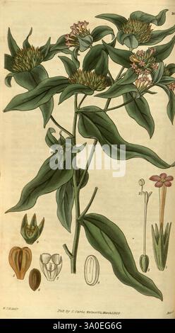 Curtis's Botanical Magazine, London, New York, botanische Illustration, Botanik, Zeitschriften, Bildwerke, Pflanzen ornamental, Curtis, die Illustration zeigt eine botanische Studie mit einer hohen, schlanken Pflanze mit leuchtend grünen Blättern und kleinen rosa Blüten oben. Es werden detaillierte Darstellungen der Struktur der Pflanze präsentiert, einschließlich Nahaufnahmen der Blumen und Samenkapseln, die ihre komplexen Fortpflanzungsmerkmale hervorheben. Die Blätter sind breit und leicht spitz und haben eine reichhaltige Textur. Die Hauptanlage wird von verschiedenen beschrifteten Zeichnungen begleitet, die ihre hervorheben Stockfoto