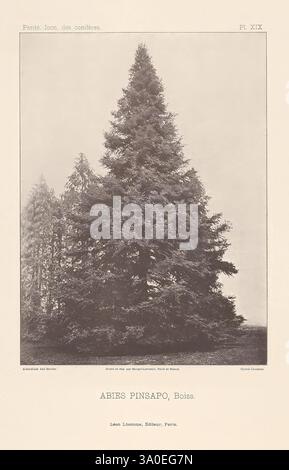 Iconographie des conifères Paris Librairie des Sciences naturelles 1912-1914 Conifers France Pictorial Works Pinaceae, Ein hoher Nadelbaum, der seine üppige, dreieckige Form und sein dichtes Laub zeigt. Die Umgebung ist von kleineren Bäumen umgeben, die ein Gefühl von Tiefe und natürlicher Umgebung schaffen. Die detaillierte Abbildung zeigt die einzigartigen Merkmale der Abies pinsapo, auch bekannt als die spanische Tanne, und hebt ihre nadelförmigen Blätter und ihre symmetrische Struktur hervor. Unter dem Baum ist der Boden eindrucksvoll mit einem natürlichen Waldboden bedeckt, was die allgemeine Ruhe und Ruhe verbessert Stockfoto