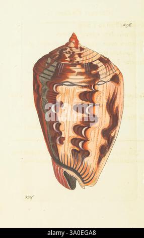 Die Verschiedenheit des Naturforschers oder farbige Figuren von Naturobjekten, London, gedruckt für Nodder & Co, 1789-1813, Tiere, Bildwerke, Zoologie, Museen, Victoria., Eine wunderschön illustrierte Muschel mit komplizierten Mustern und einer auffälligen Farbmischung. Die Schale verfügt über eine konische, spiralförmige Form mit ausgeprägten Graten und Tälern, die eine faszinierende Textur erzeugen. Leuchtende Orange-, Rot- und Cremetönen sind künstlerisch in einem wirbelnden Design angeordnet, was die natürliche Schönheit unterstreicht. Sanfte, neutrale Töne umgeben die Schale elegant und bieten eine ruhige Kulisse, die hochgradig ist Stockfoto