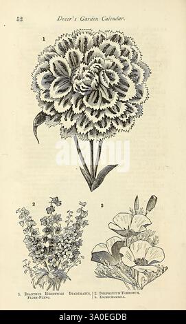 Dreers Gartenkalender, Philadelphia, Pa, Henry A. Dreer, 1876, Blumen, Gärten, Samen, Kataloge, Gartengeschichten, die Abbildung zeigt eine botanische Studie aus dem „Dreer's Garden Calendar“. Oben ist eine große, detailreiche Blüte eines dianthus abgebildet, die seine mehrschichtigen Blütenblätter und sein strukturiertes Aussehen zeigt. Darunter befinden sich zwei kleinere Blumenarrangements, darunter eine Gruppe von zarten, glockenförmigen Blüten, die als „Dianthus Hesperius“ und „Delphinium formosum“ bezeichnet werden und mit viel Liebe zum Detail dargestellt werden, wodurch ihre einzigartigen Formen und Arrangements hervorgehoben werden. Jede Anlage ist mit Co gekennzeichnet Stockfoto