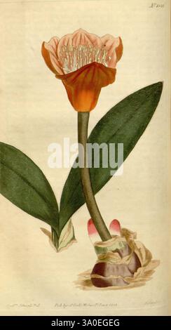 Curtis's Botanical Magazine, London, New York, botanische Illustration, Botanik, Zeitschriften, Bildwerke, Zierpflanzen, Curtis, Haemanthus quadrivalvis, Haemanthus pubescens, Taxonomie: Family= Amaryllidaceae, Südafrika, Sydenham Teaste Edwards, Eine wunderschön gerenderte Illustration einer tropischen Blume mit ihren komplizierten Details. Die Blüte zeigt weiche, zarte Blütenblätter in Pfirsichtönen und Orange, die sich anmutig öffnen und zahlreiche feine Staubblätter in der Mitte freigeben. Unterhalb der Blüte tritt der Stiel aus einer bauchigen Basis hervor, umgeben von üppig grünen Blättern, die die florale Str Stockfoto