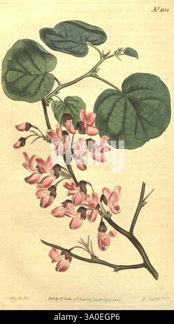 Curtis's Botanical Magazine London New York Botanical Illustration Botanical Periodicals Pictorial Works Plants Ornamental Curtis Cercis Siliquastrum Judas Tree Taxonomy: Family= Fabaceae Europe Asia, Eine botanische Illustration, die eine zarte Pflanze mit großen, glänzend grünen Blättern und Häufchen rosa Blüten zeigt. Das Arrangement besteht aus mehreren Zweigen, die die komplizierten Formen der Blätter und die weichen, geschwungenen Blütenblätter der Blüten hervorheben. Jede Blüte ist mit feinen Details dargestellt, die Variationen in Schatten und Textur offenbaren. Die Komposition ist durchdacht angeordnet und betont die natura Stockfoto