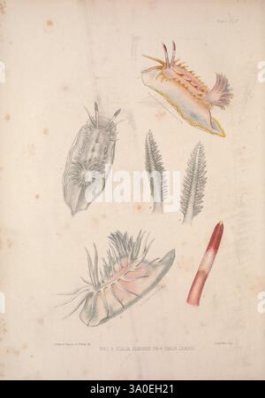 Eine Monografie des britischen Nacktschlechtums Mollusca, London, 1845-1910, Großbritannien, Mollusken, nudibranchia, die Illustration zeigt eine Vielzahl von lebendigen Meereslebewesen und hebt die komplizierten Details mehrerer Nacktschnecken hervor, die farbenfrohe Meeresschnecken sind, die für ihre auffälligen Muster und Formen bekannt sind. Jedes Exemplar wird mit präzisen anatomischen Merkmalen dargestellt, die ihre einzigartigen Texturen, Tentakeln und Kiemen betonen. Die Nacktschnecken sind so positioniert, dass sie ihre verschiedenen Formen zeigen, von flachen Körpern bis hin zu verzierten Anhängen. Das Kunstwerk fängt das Wesen dieses faszinierenden Wesens ein Stockfoto