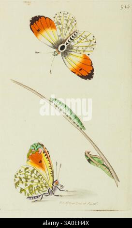 Die Verschiedenheit des Naturforschers oder farbige Figuren von Naturobjekten, London, gedruckt für Nodder & Co, 1789-1813, Tiere, Bildwerke, Zoologie, Museen Victoria, Eine anschaulich illustrierte Darstellung zeigt zwei Schmetterlinge in verschiedenen Posen, die ihre komplizierten Flügelmuster und leuchtenden Farben hervorheben. Der eine Schmetterling steht oben und zeigt auffällige orange, schwarze und weiße Markierungen, während der andere unten gelegen, hat eine dezentere gelb-grüne Färbung mit zarten Mustern. Begleitet wird sie von einer grünen raupe, die auf einem schlanken Stiel sitzt und die verschiedenen Lebenshirsche veranschaulicht Stockfoto
