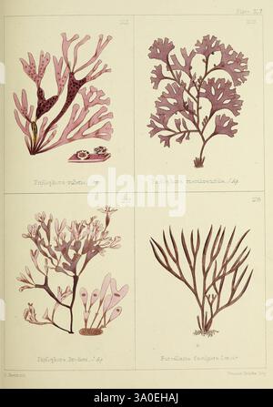Britische Seeunkräuter, gezeichnet aus Professor Harveys 'Phycologia Britannica', London, Bell and Daldy, 1863, Großbritannien, Meeresalgen, diese Illustration zeigt eine Sammlung von detaillierten botanischen Studien, die verschiedene Meeresalgen zeigen. Der obere linke Quadrant zeigt *Polysiphonia rubens*, die sich durch ihre zarte Verzweigungsstruktur auszeichnet. Nebenan rechts oben befindet sich *Polysiphonia microspora*, die eine etwas andere Morphologie und Textur aufweist. Im linken unteren Quadranten ist der *Elymus arenarius* dargestellt, der für seine einzigartige Stirnform und -Muster bekannt ist. Beim Abschluss des Satzes wird die untere r Stockfoto