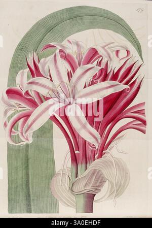 The Botanical Register London gedruckt für James Ridgway 1815-1828 1815 Botany Kupferstiche England Graphic Media Großbritannien handkolorierte Icônes Periodicals Pictorial Works Plant Introduction Plants Ornamental 09, Eine atemberaubende Darstellung eines lebendigen Blumenhaufens mit langen Blütenblättern, die weiß- und Rosa-Schattierungen verschmelzen. Die Blüten mit ihren zarten Kurven und komplizierten Details werden von üppig grünem Laub im Hintergrund eingerahmt. Die Komposition fängt die Eleganz der Natur ein und hebt die anmutigen Konturen jedes Blütenblattes und die harmonische Anordnung des b hervor Stockfoto