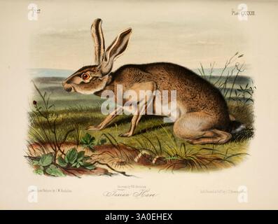 Die Vierbeiner von Nordamerika, New York, V.G. Audubon, 1851-54, Säugetiere, Nordamerika, Hare, John James Audubon, John Woodhouse Audubon, Künstler, 29446802, Lepus californicus, texanischer Hase, Schwarzschwanzkaninchen, Eine detaillierte Abbildung eines europäischen Braunhasen, die seine Besonderheiten zeigt. Der Hase ist in einer natürlichen Haltung dargestellt, stehend auf seinen Hinterbeinen mit langen Ohren gestanden und wachsam. Sein Fell ist aufwändig gerendert und zeigt Brauntöne, die die Textur seiner Umgebung nachahmen. Das Tier umgibt Anklänge von Gras und kleinen Pflanzen, die den Kontext zu seinem Fang bilden Stockfoto