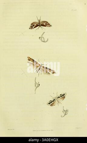Illustrations of British Entomology, London: Printed for the Author publiziert von Baldwin and Cradock, 1828-1835, Großbritannien, Insects, Lepidoptera, Insekt, die Illustration zeigt eine Sammlung verschiedener Mottenarten, die sorgfältig zur Untersuchung angeordnet sind. Jede Motte ist in einer eigenen Pose dargestellt, die ihre komplizierten Flügelmuster und einzigartigen Merkmale hervorhebt. Die Designs reichen von filigranen geometrischen Motiven bis hin zu organischen Formen, was die Vielfalt innerhalb der Lepidopterenordnung unterstreicht. Zusätzlich gibt es kleinere Skizzen ihrer Anatomie, einschließlich Haken und Anhängen, die zu einer Kompr. Beitragen Stockfoto