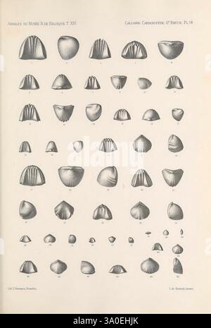 Faune du calcaire carbonifère de la Belgique Bruxelles F. Hayez impr. 1878-87 Belgien Brachiopod fossile karbonfische fossile Weichtiere fossile Paläontologie Fossilien Meeresschalen diese Abbildung zeigt eine Sammlung verschiedener Muschelformen, die sorgfältig in einem Gitterformat angeordnet sind. Jede Probe weist unterschiedliche Eigenschaften auf, wie unterschiedliche Größen, Muster und Oberflächenstrukturen. Die Schalen scheinen verschiedenen Spezies zuzugehören und zeigen einzigartige Formen wie konische, abgerundete und längliche Formen. Diese anatomischen Details betonen die Vielfalt der Meereslebewesen. Jede Schale ist Stockfoto