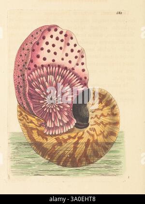 Das Naturforscher-Verschiedenes oder farbige Figuren von Naturobjekten. London, gedruckt für Nodder & Co, 1789-1813. Animals, Pictorial Works, Museum Victoria, George Shaw, eine aufwändig detaillierte Illustration einer Muschel, die ein pulsierendes rosa und lila Interieur mit Punkten zeigt und einen Kontrast zu einem wunderschön gemusterten Äußeren in Braun- und Gelbtönen bildet. Die Schale ist teilweise geöffnet und zeigt ihre einzigartige Spiralstruktur. Die Hülle umgibt eine subtile Textur, die eine natürliche Oberfläche nachahmt, während zarte grüne Linien darunter eine organische Umgebung suggerieren. Das Bild hebt den fasci hervor Stockfoto