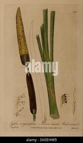 British Phaenogamous Botany Oxford veröffentlicht vom Autor verkauft von J.H. Parker 1834-43 Floras Flowers Great Britain Medical Plants, zeigt diese Illustration eine detaillierte Darstellung von Typha angustifolia, allgemein bekannt als schmalblättriger Katzenschwanz. Die Pflanze ist mit ihrem charakteristischen zylindrischen Blütenstachel dargestellt, der die dichten, gelb-braunen Blüten hervorhebt. Neben dem Stachel fächern sich mehrere lange, dünne grüne Blätter aus, die typisch für die Katzenschwanzart sind. Unterhalb der Pflanze sind weitere botanische Elemente skizziert, darunter kleinere Blüten, die den Reichtum des Lebensraums betonen. Die Stockfoto