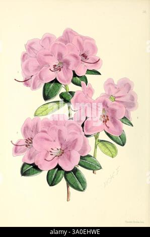 Das Blumenmagazin London, L. Reeve & Co, Blumengärtnerei, Blumen, Zeitschriften, Bildwerke, eine wunderschön detaillierte Illustration zarter rosafarbener Rhododendronblüten mit ihren mehrschichtigen Blütenblättern und weichen Farbtönen. Die Blumen sind in Gruppen angeordnet, jede mit komplizierten Schattierungen, die ihre natürliche Schönheit hervorheben. Sattgrüne Blätter sorgen für einen lebendigen Kontrast und verbessern die Gesamtkomposition. Die Liebe zum Detail des Künstlers fängt das Wesen dieser bezaubernden Blüten ein und schafft eine eindrucksvolle Darstellung der Eleganz der Natur. Stockfoto