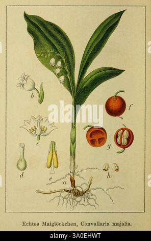 J. Sturms Flora von Deutschland, Stuttgart, K. G. Lutz, 1900-1907. Deutschland, Blumen, die Illustration zeigt eine detaillierte botanische Darstellung der Pflanze Convallaria majalis, allgemein bekannt als Maiglöckchen des Tales. In der Mitte trägt der aufrechte Stiel mehrere breite grüne Blätter, aus denen zarte weiße Blüten kaskadieren. Um die zentrale Pflanze herum befinden sich beschriftete Teile, die verschiedene Merkmale hervorheben: Eine Blütenknospe, eine voll blühende Blüte und zwei runde rote Beeren, die jeweils von ihren jeweiligen beschreibenden Buchstaben begleitet werden. Zusätzlich ist das Wurzelsystem dargestellt, das das u der Pflanze zeigt Stockfoto