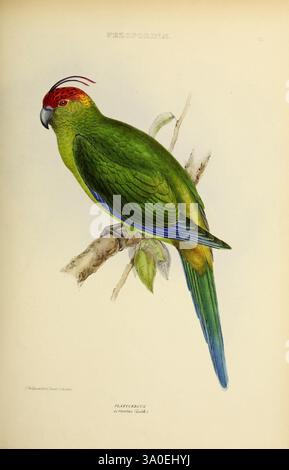Die Gattungen der Vögel, 1849, Vogel, Vogel, Verhaltensornithologie, Klassifizierung, Bildwerke, ornithologische Illustration, Museum für vergleichende Zoologie, Eine lebendige, detaillierte Darstellung eines Vogels auf einem Zweig. Die Kreatur zeigt ein schillerndes grünes Gefieder mit einer auffälligen roten Krone und auffälligen blauen Schwanzfedern. Sein Schnabel ist auffällig gefärbt, was sein unverwechselbares Aussehen unterstreicht. Um den Vogel herum gibt es zarte Anklänge von Laub, die auf seinen natürlichen Lebensraum hinweisen. Die Gesamtkomposition hebt die Schönheit und Komplexität der Art hervor und fängt ihr lebhaftes Auftreten und ihre Uniqu ein Stockfoto