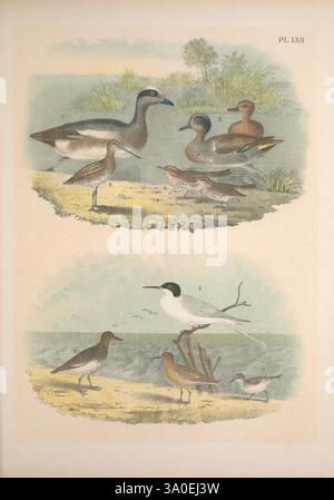 The Birds of North America New York, U.S.A, 1895, c1888 Birds North America Pictorial Works American Widgeon Baldpate Mareca Americana Grünflügelgrün Querquedula carolinensis American Snipe Wilson's Snipe Gallinago Wilsoni Louisiana Waterthrush Seiurus Ludovicianus Kurzschnabel Waterthrush Seiurus Noveboracensis Stockfoto