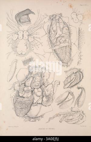 Eine Monografie des britischen Nacktschlechtums Mollusca, London, 1845-1910, Großbritannien, Mollusken, nudibranchia, die Abbildung zeigt eine detaillierte anatomische Untersuchung eines bestimmten Kreaturen, wobei der Schwerpunkt auf die Feinheiten seiner inneren Organe und Strukturen gerichtet ist. Oben sind mehrere anatomische Merkmale dargestellt, darunter Kopfdetails und sensorische Anhängsel. Der mittlere Teil zeigt eine anspruchsvolle Ansicht des Herzens und der damit verbundenen Kreislaufstrukturen, was die Komplexität der Physiologie des Organismus unterstreicht. Um das zentrale Merkmal herum befinden sich zusätzliche Organkomponenten, möglicherweise Represe Stockfoto