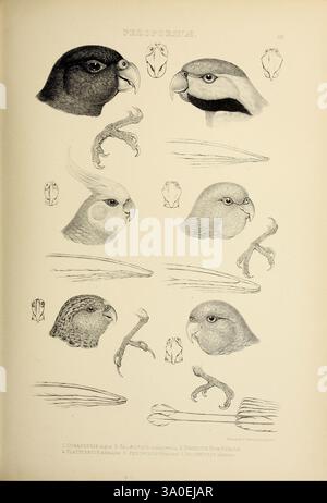 Die Gattungen der Vögel, 1849, Vogel, Vogel, Verhaltensornithologie, Klassifizierung, Bildwerke, ornithologische Illustration, Museum der vergleichenden Zoologie, diese Illustration zeigt eine Sammlung verschiedener Vogelarten, die detaillierte Seitenprofile ihrer Köpfe oben zeigt, begleitet von spezifischen anatomischen Merkmalen. Jeder Vogel wird akribisch gerendert und hebt charakteristische Merkmale wie Schnabelform und Federmuster hervor. Unter den Kopfprofilen sind illustrierende Darstellungen ihrer Füße dargestellt, die die Unterschiede in den Klauenstrukturen der Arten betonen. Das layo Stockfoto
